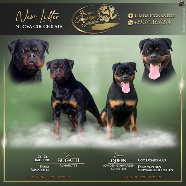 Cuccioli di rottweiler disponibili