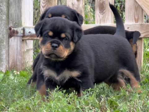 Cucciola di rottweiler Jolie x Bugatti