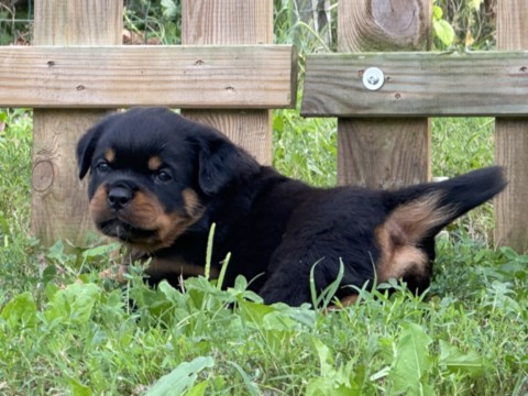 Cucciola di rottweiler Jolie x Bugatti