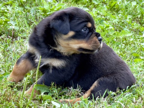 Cucciola di rottweiler Jolie x Bugatti